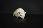 African Pygmy Hedgehog