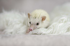 African Pygmy Hedgehog