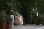 African Pygmy Hedgehog