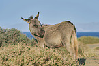 African wild ass