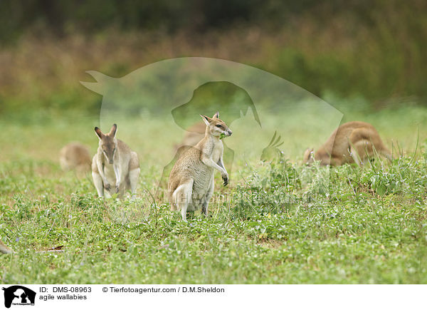 Flinkwallabys / agile wallabies / DMS-08963
