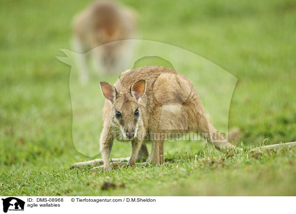 agile wallabies / DMS-08968