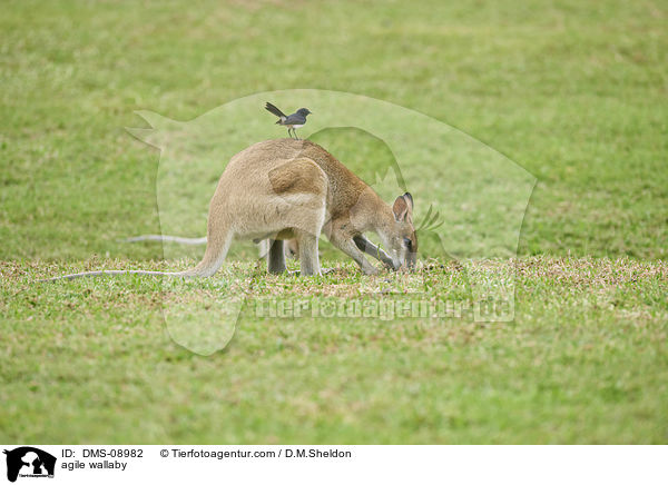 agile wallaby / DMS-08982