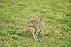 agile wallaby