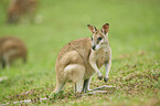 agile wallaby