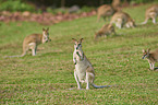 agile wallabies