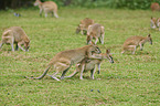 agile wallabies