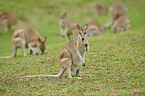 agile wallabies
