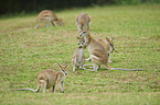 agile wallabies