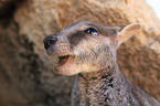 Allied rock kangaroo portrait