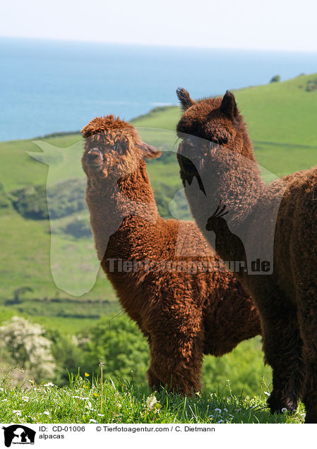 Alpakas / alpacas / CD-01006