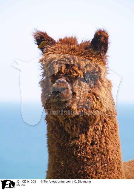 Alpaka / alpaca / CD-01008