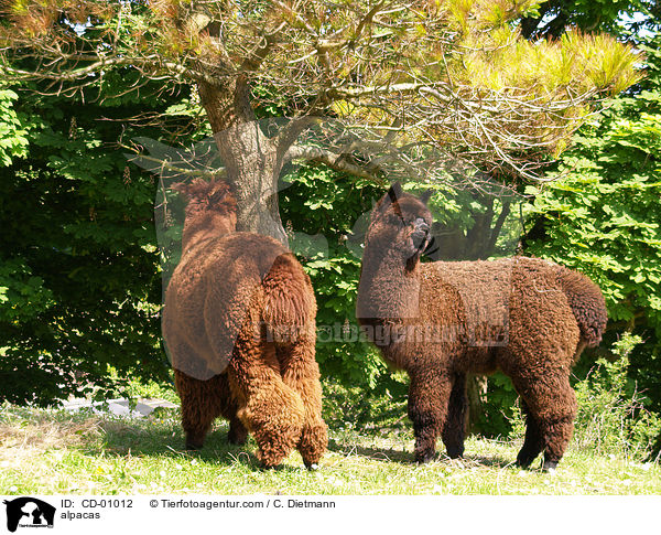 Alpakas / alpacas / CD-01012