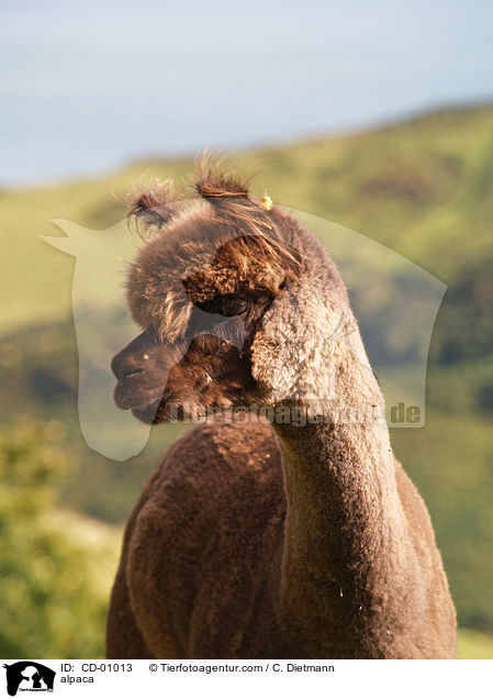 Alpaka / alpaca / CD-01013