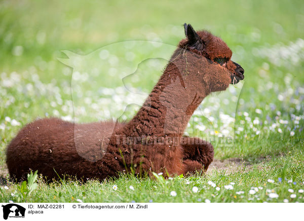 Alpaka / alpaca / MAZ-02281