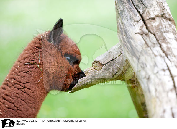 Alpaka / alpaca / MAZ-02282