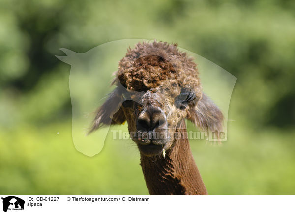 Alpaka / alpaca / CD-01227