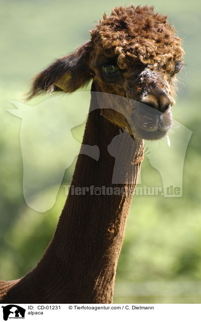 Alpaka / alpaca / CD-01231