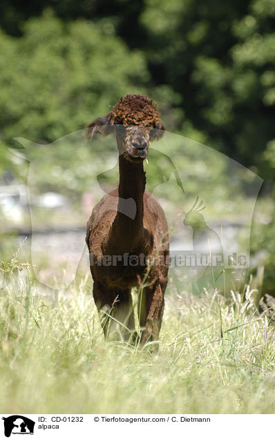 Alpaka / alpaca / CD-01232
