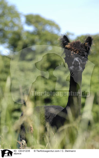 Alpaka / alpaca / CD-01235