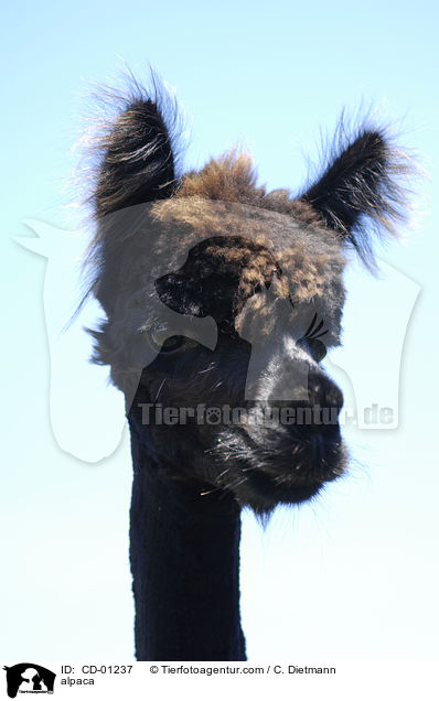 Alpaka / alpaca / CD-01237