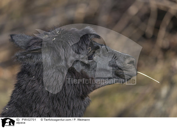 Alpaka / alpaca / PW-02701