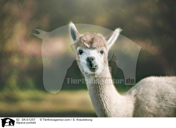 Alpaka Portrait / Alpaca portrait / SK-01257