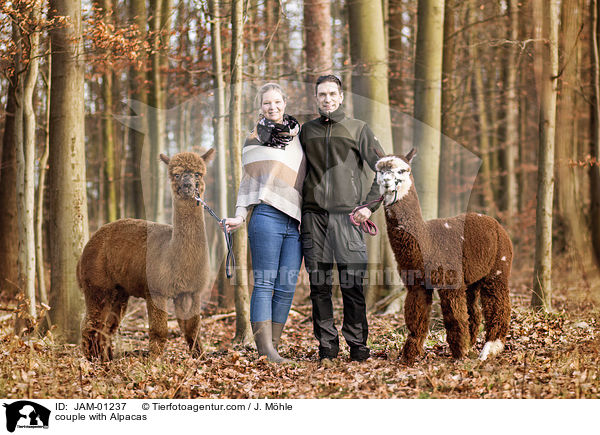 Prchen mit Alpakas / couple with Alpacas / JAM-01237