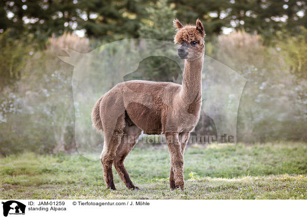 stehendes Alpaka / standing Alpaca / JAM-01259