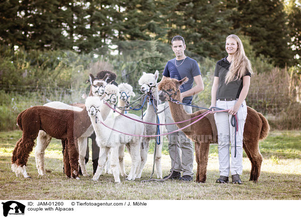 Prchen mit Alpakas / couple with Alpacas / JAM-01260