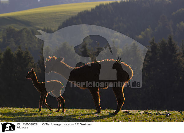 Alpakas / Alpacas / PW-08828