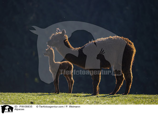 Alpakas / Alpacas / PW-08835