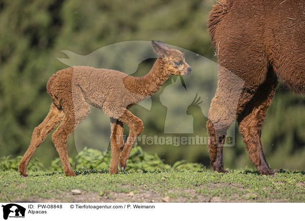 Alpakas / Alpacas / PW-08848