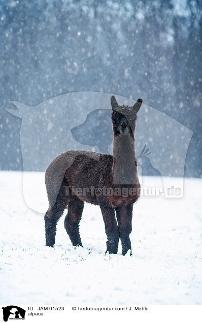 Alpaka / alpaca / JAM-01523