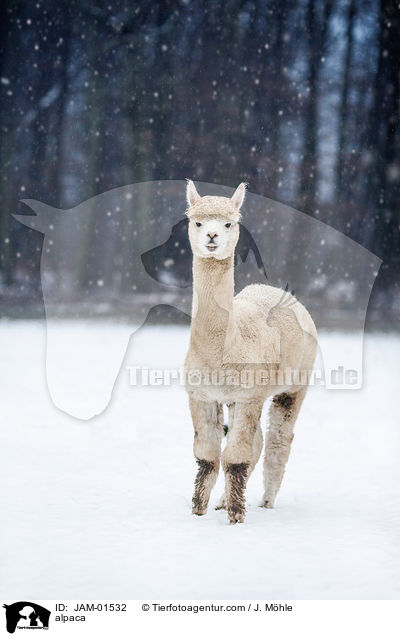 Alpaka / alpaca / JAM-01532