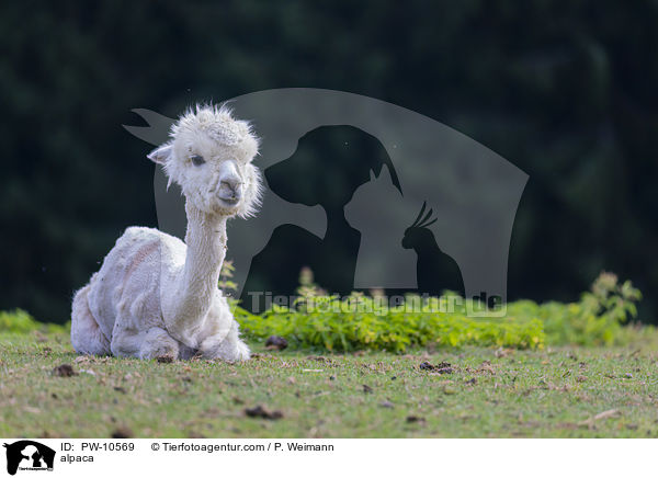 Alpaka / alpaca / PW-10569