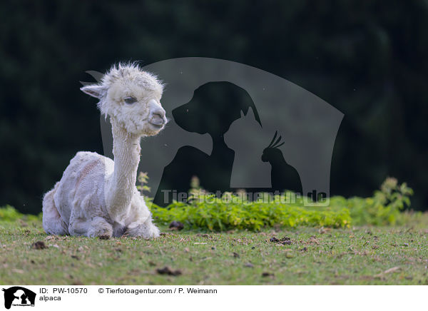 alpaca / PW-10570