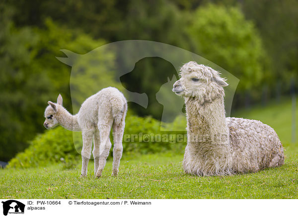 Alpakas / alpacas / PW-10664