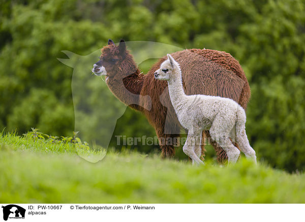 Alpakas / alpacas / PW-10667