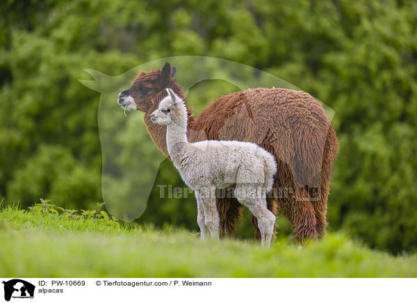 Alpakas / alpacas / PW-10669
