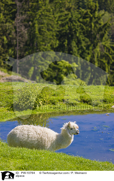 Alpaka / alpaca / PW-10764