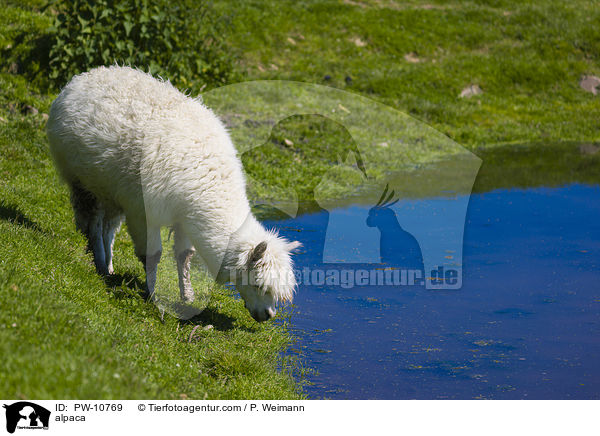 Alpaka / alpaca / PW-10769