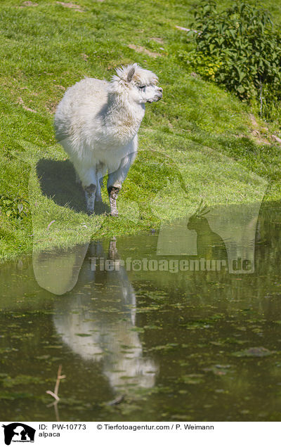 Alpaka / alpaca / PW-10773