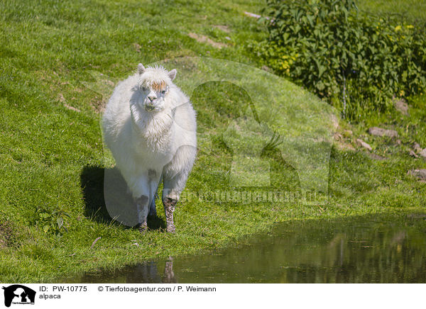Alpaka / alpaca / PW-10775