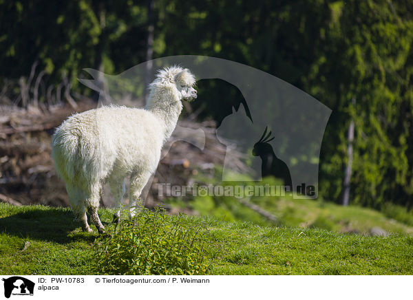 Alpaka / alpaca / PW-10783