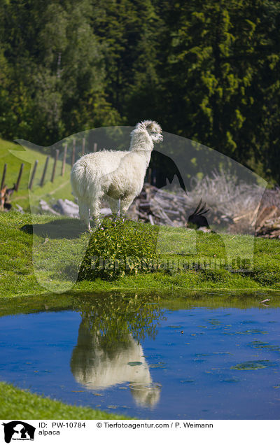 Alpaka / alpaca / PW-10784