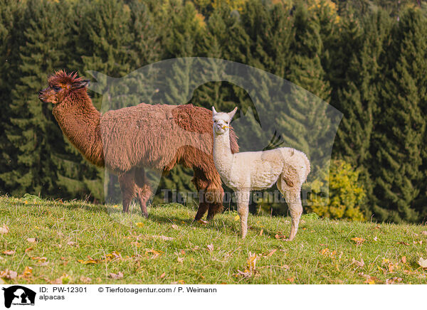 Alpakas / alpacas / PW-12301