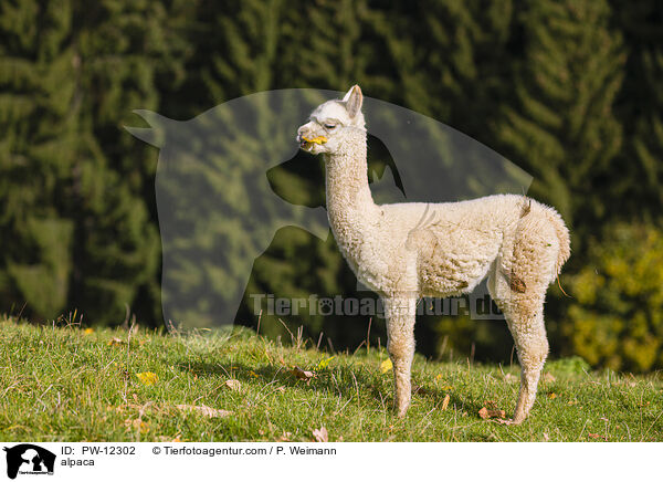 Alpaka / alpaca / PW-12302