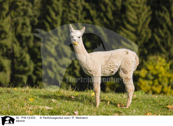 Alpaka / alpaca / PW-12303