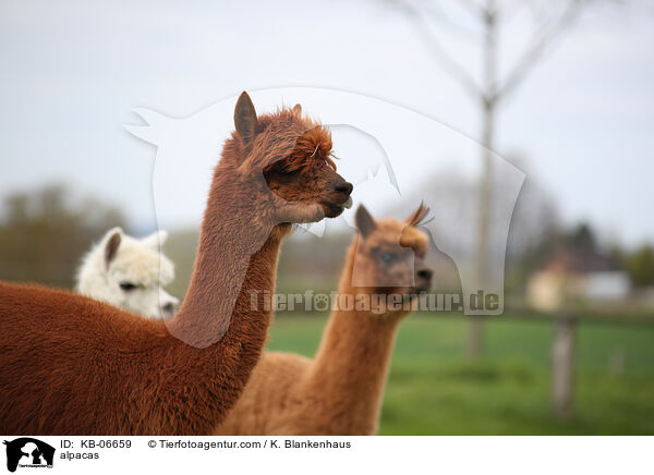 Alpakas / alpacas / KB-06659